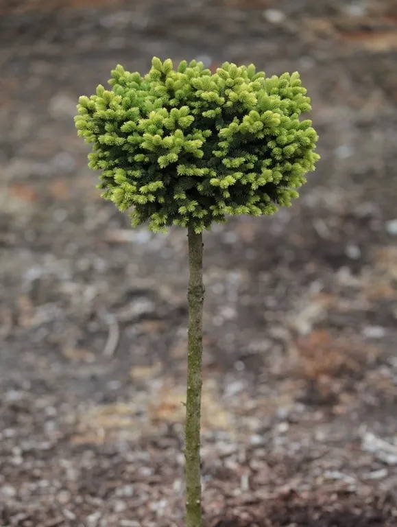 Picea glauca ‘Mike’s Ball’ PBR