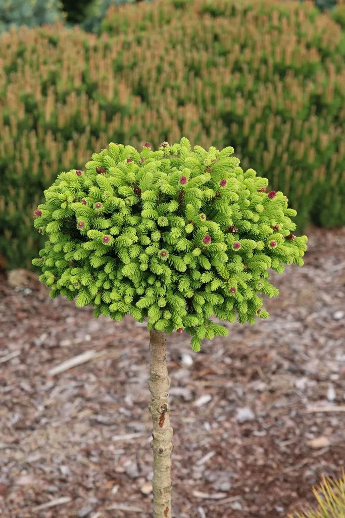Picea abies