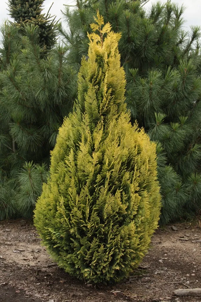 Chamaecyparis lawsoniana