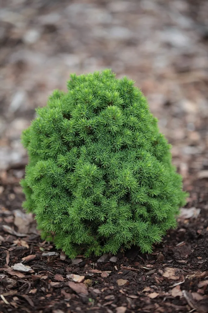 Picea glauca ‘Skrzat’
