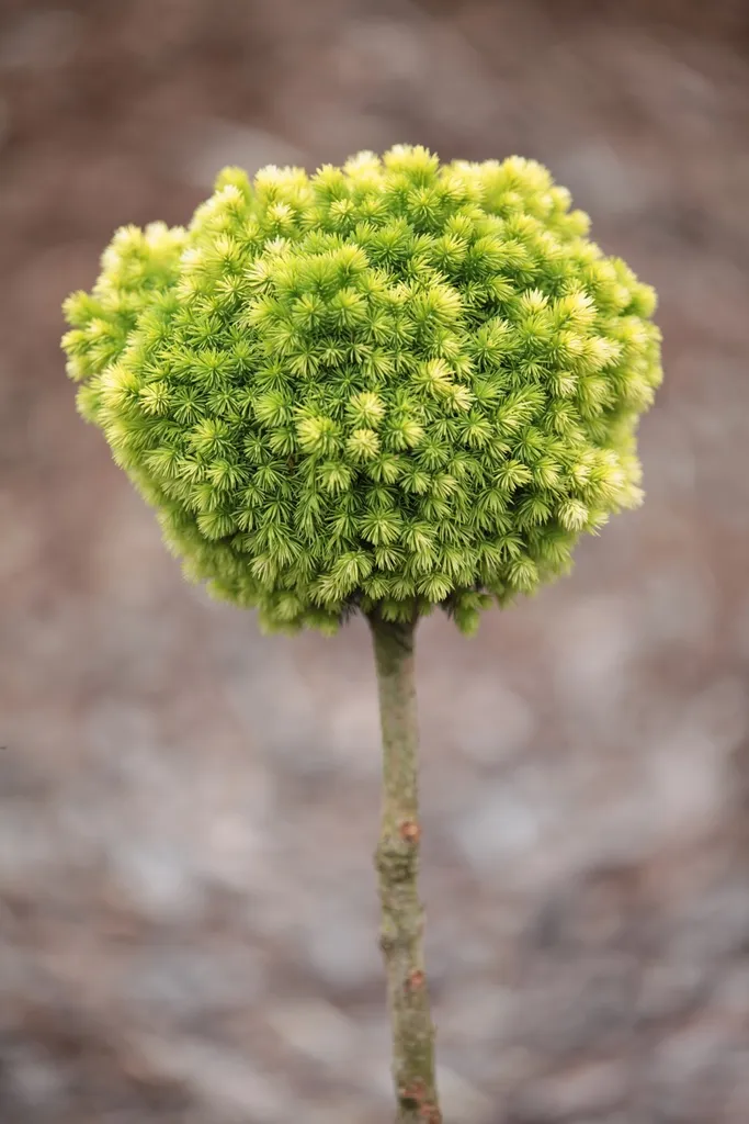Picea glauca