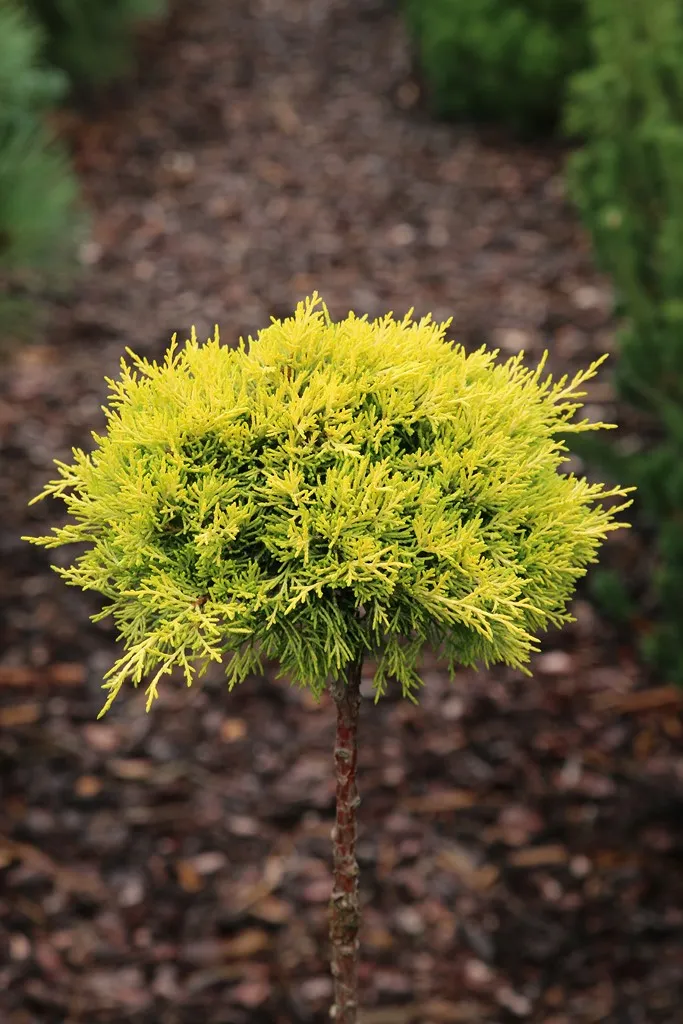 Juniperus x pfitzeriana