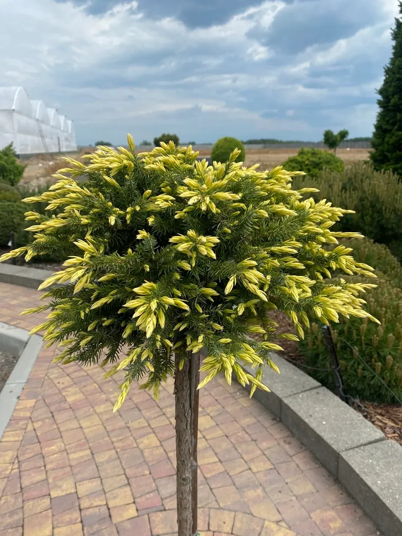 Juniperus conferta