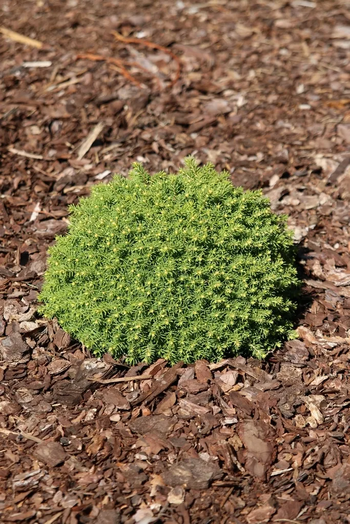 Picea abies ‘Green Socket’ PBR