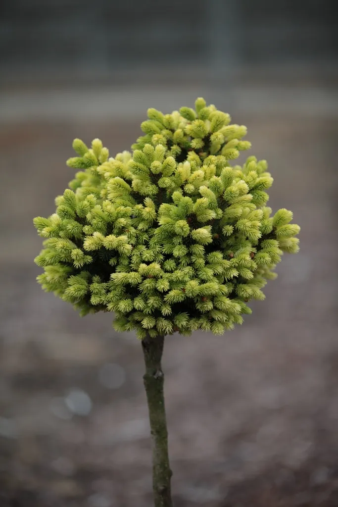 Picea glauca