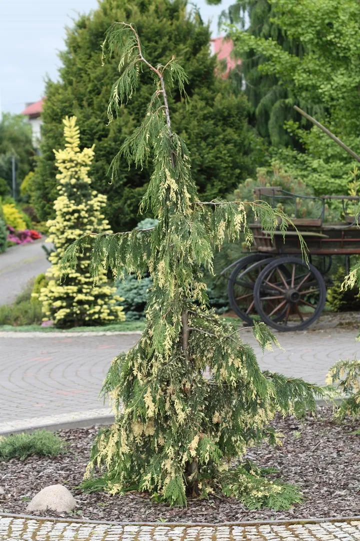Xanthocyparis nootkatensis ‘Gloria Polonica’