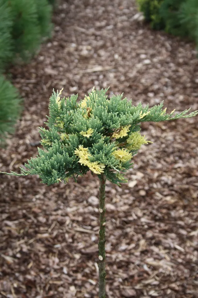 Juniperus horizontalis ‘Salamander’