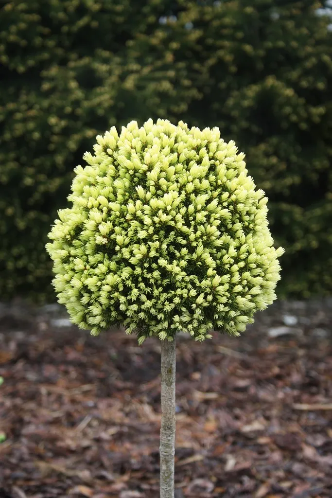 Picea glauca ‘Tennis Ball’
